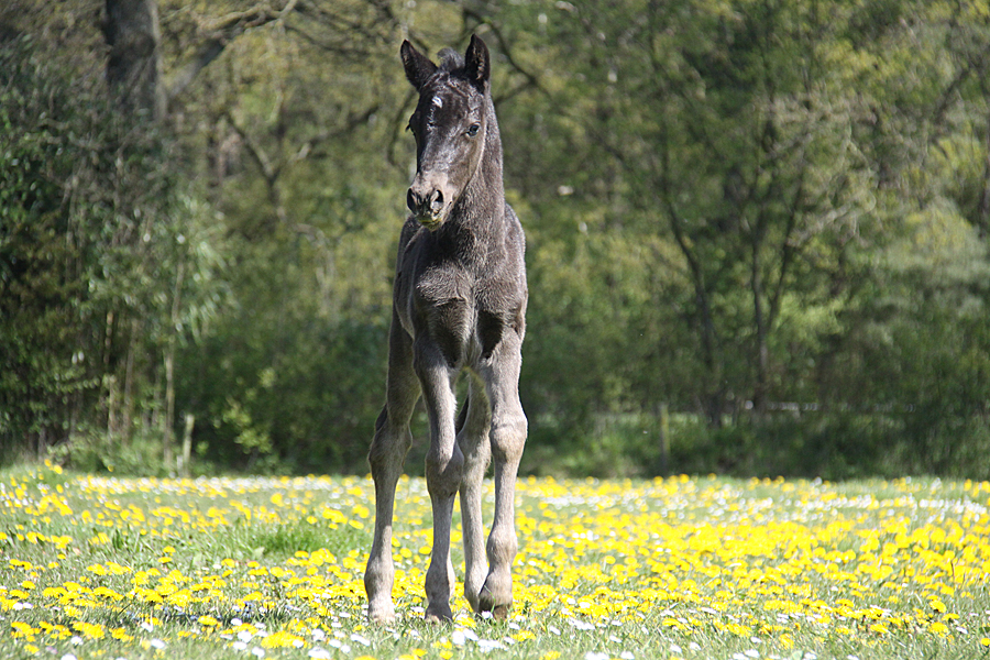 Welsh Cob CoCo 0097